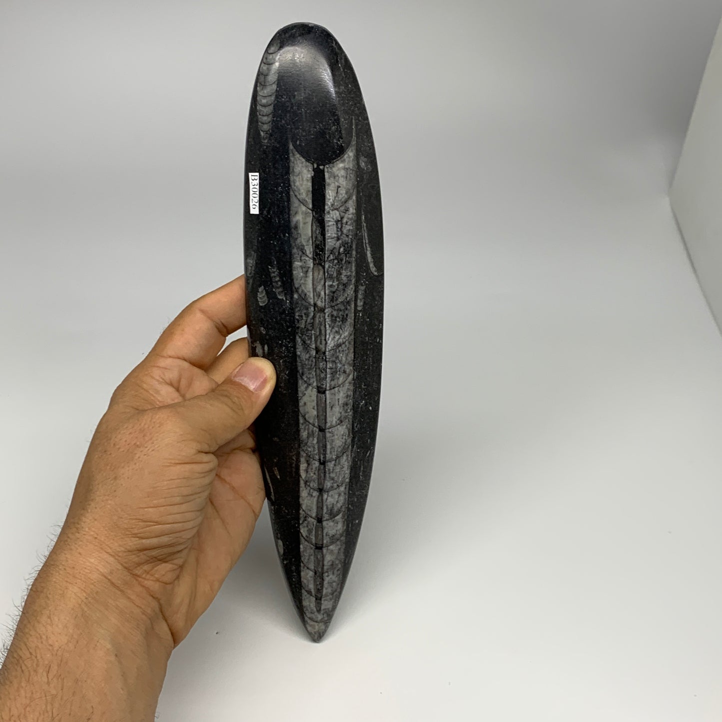 340.9g, 9.8"x2.2"x0.7" Fossils Orthoceras (straight horn) Squid @Morocco,B30026