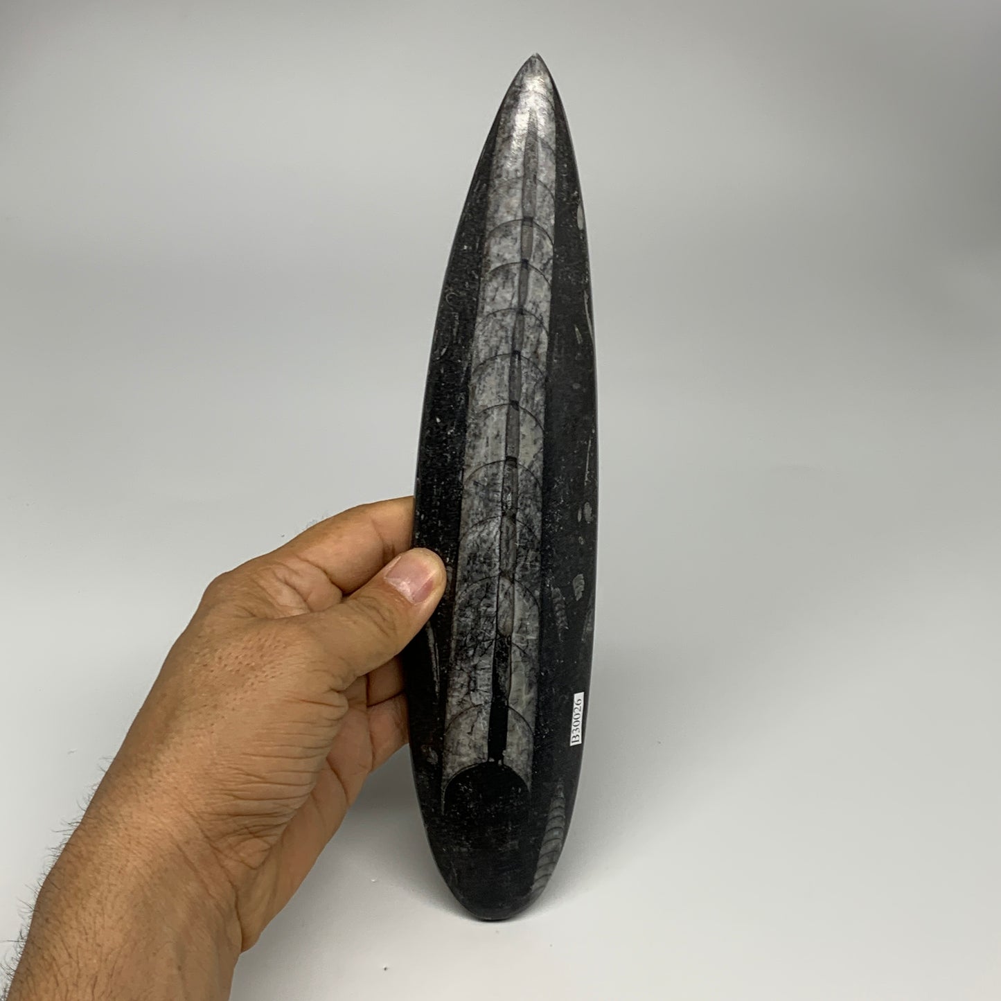340.9g, 9.8"x2.2"x0.7" Fossils Orthoceras (straight horn) Squid @Morocco,B30026