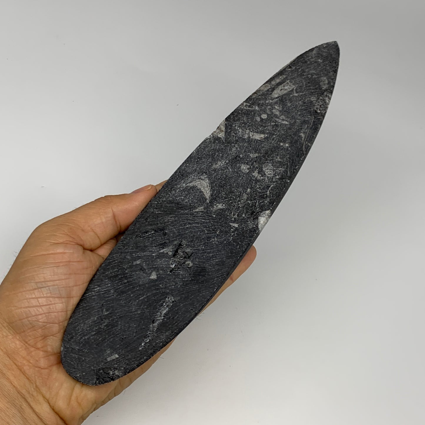 340.9g, 9.8"x2.2"x0.7" Fossils Orthoceras (straight horn) Squid @Morocco,B30026