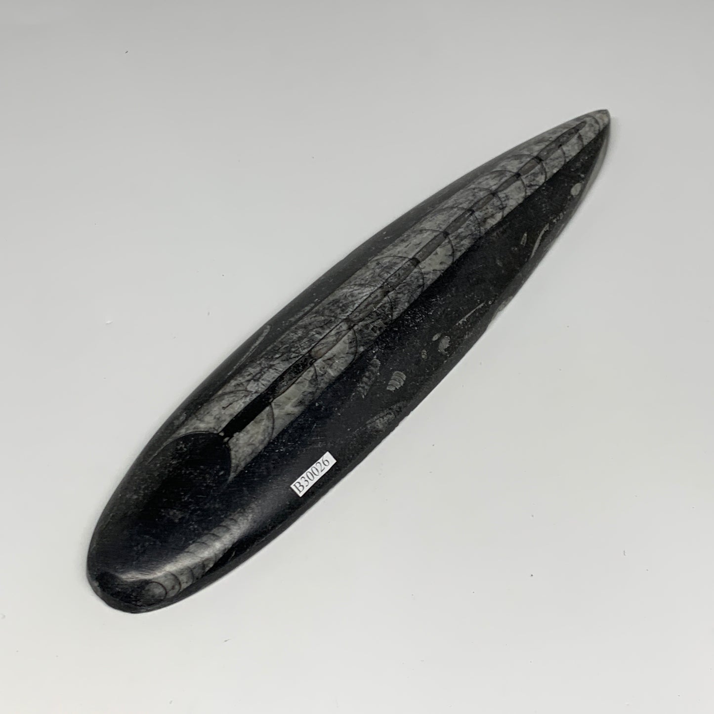 340.9g, 9.8"x2.2"x0.7" Fossils Orthoceras (straight horn) Squid @Morocco,B30026