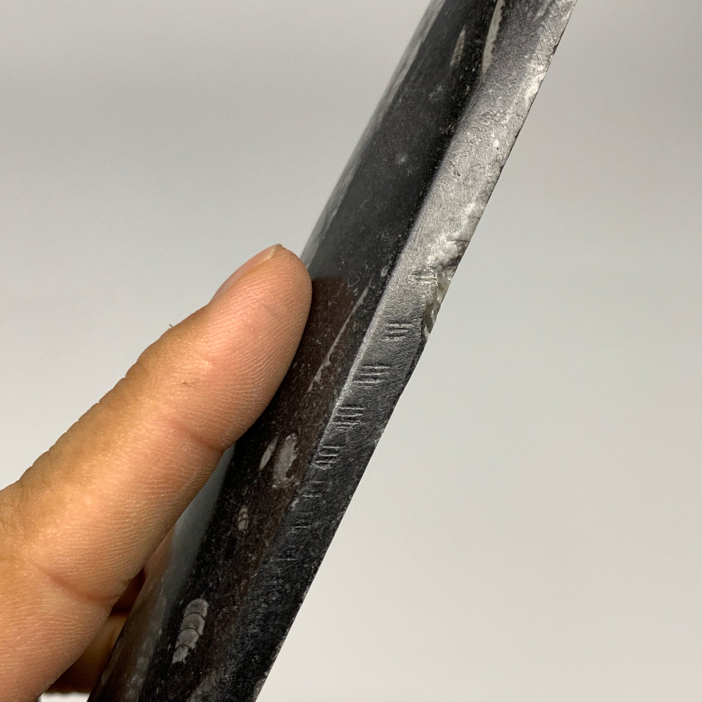 340.9g, 9.8"x2.2"x0.7" Fossils Orthoceras (straight horn) Squid @Morocco,B30026