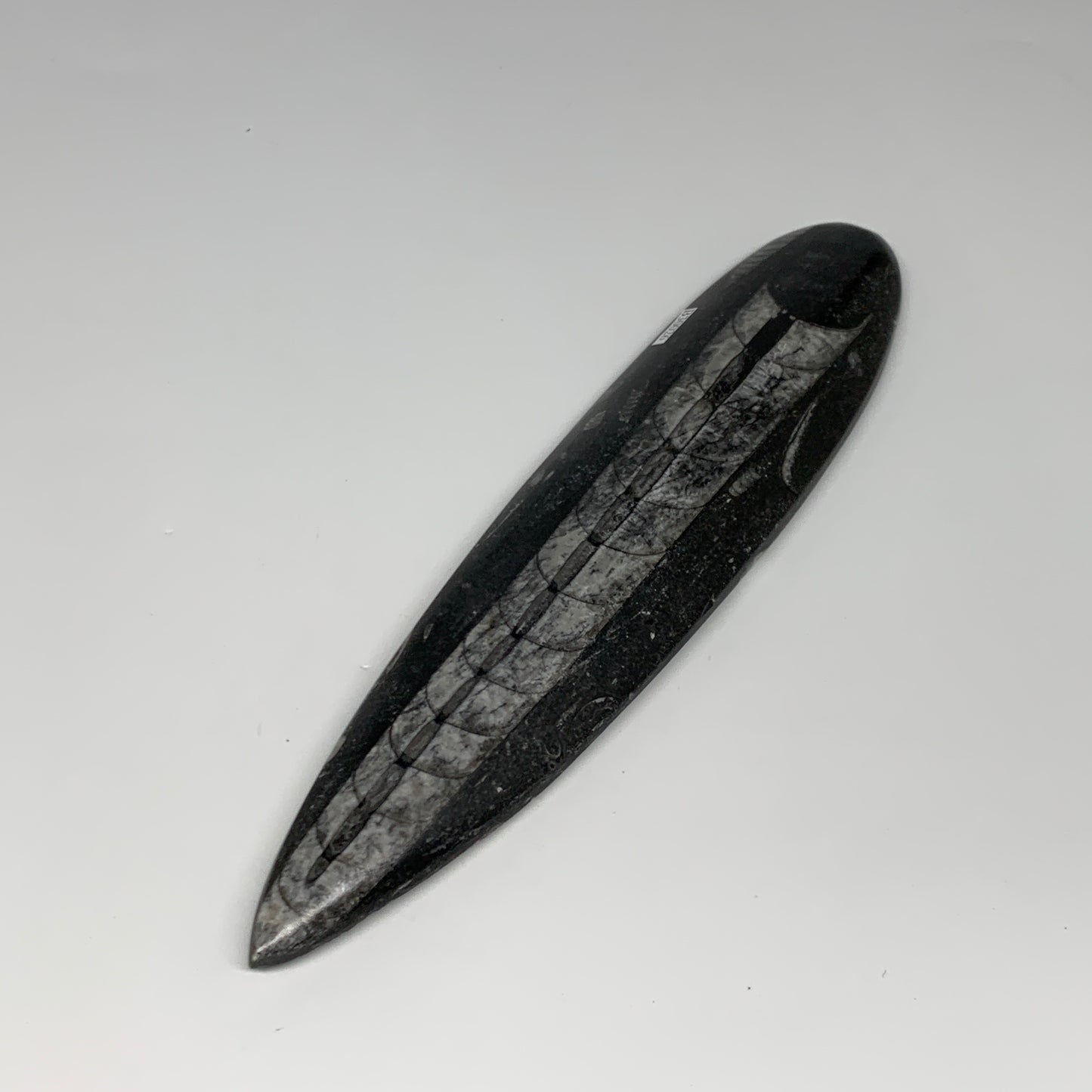 340.9g, 9.8"x2.2"x0.7" Fossils Orthoceras (straight horn) Squid @Morocco,B30026