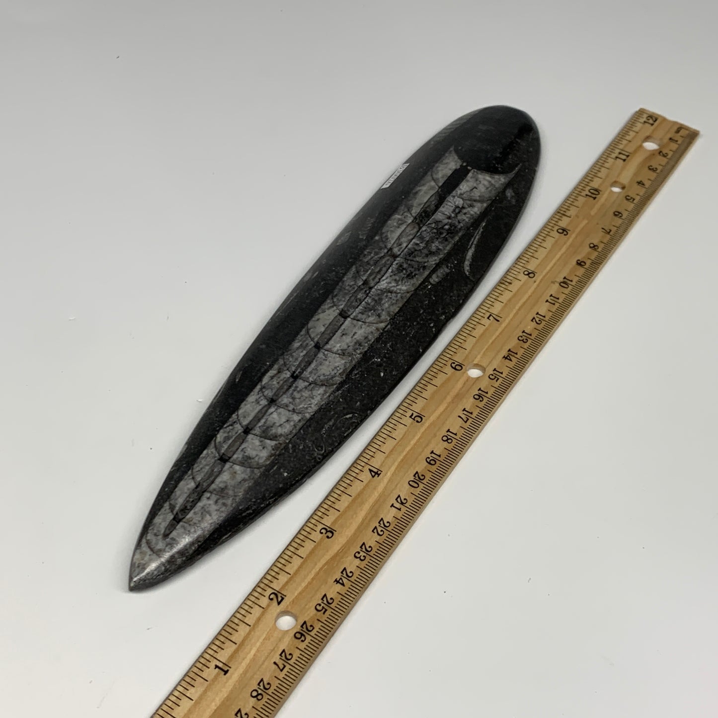 340.9g, 9.8"x2.2"x0.7" Fossils Orthoceras (straight horn) Squid @Morocco,B30026