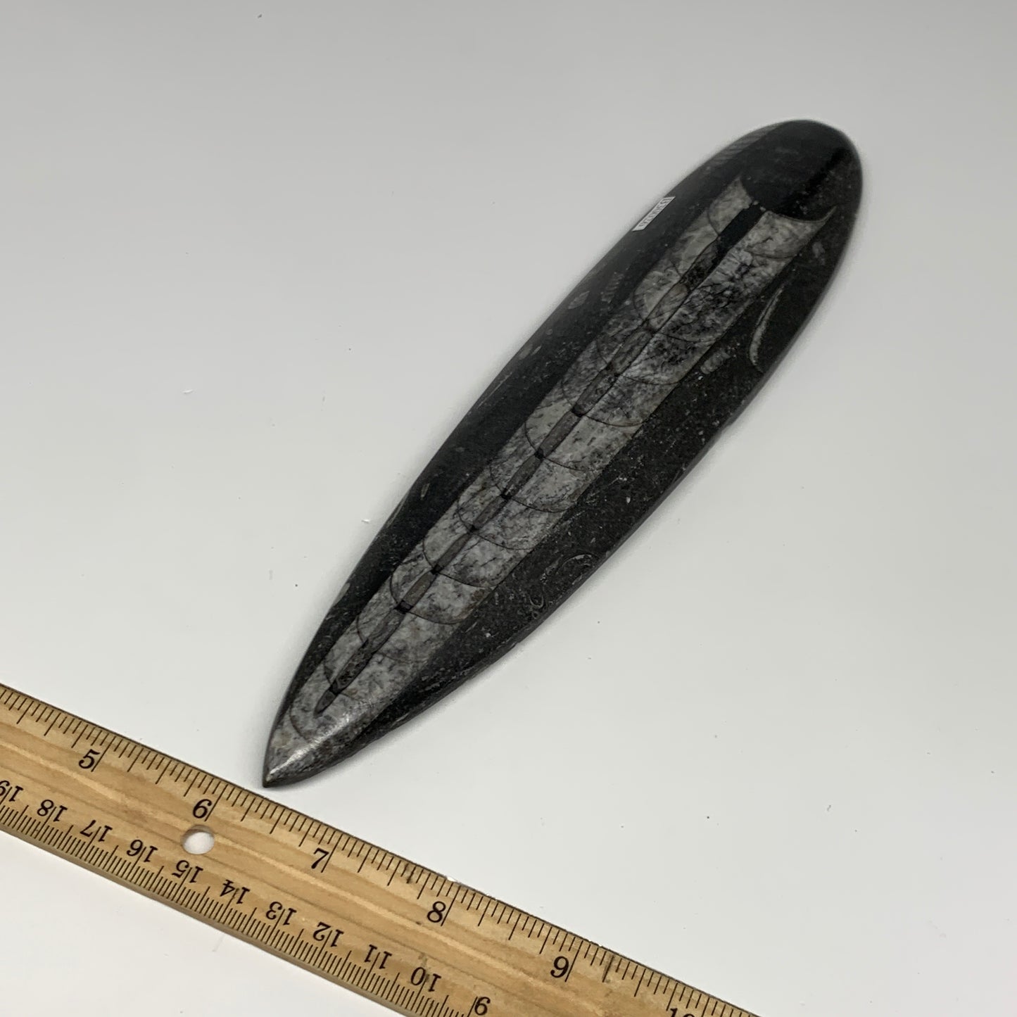 340.9g, 9.8"x2.2"x0.7" Fossils Orthoceras (straight horn) Squid @Morocco,B30026