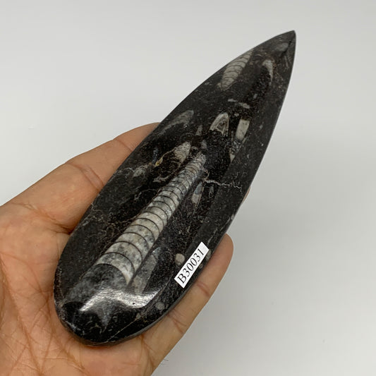 136.1g, 6"x1.7"x0.6" Fossils Orthoceras (straight horn) Squid @Morocco,B30031