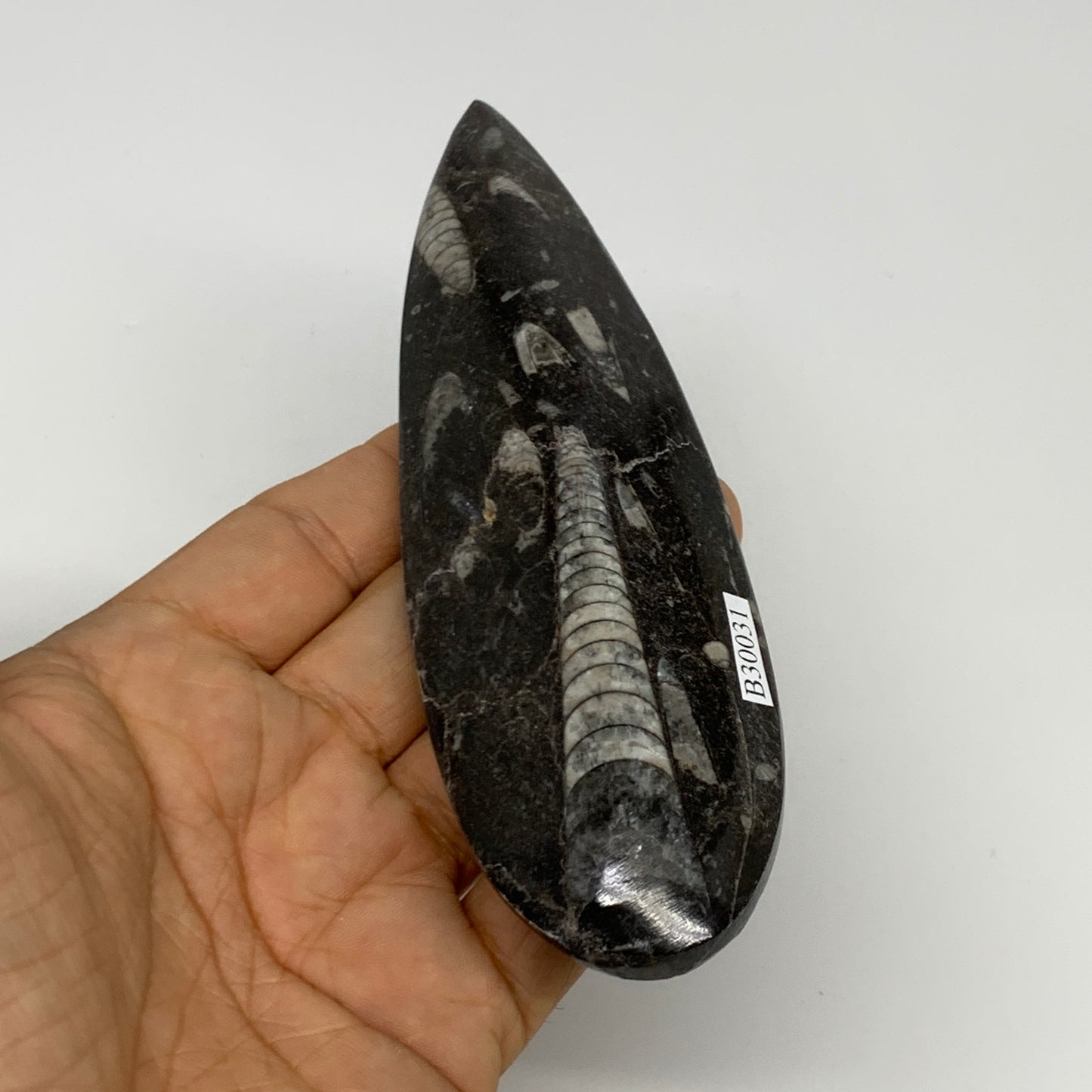 136.1g, 6"x1.7"x0.6" Fossils Orthoceras (straight horn) Squid @Morocco,B30031