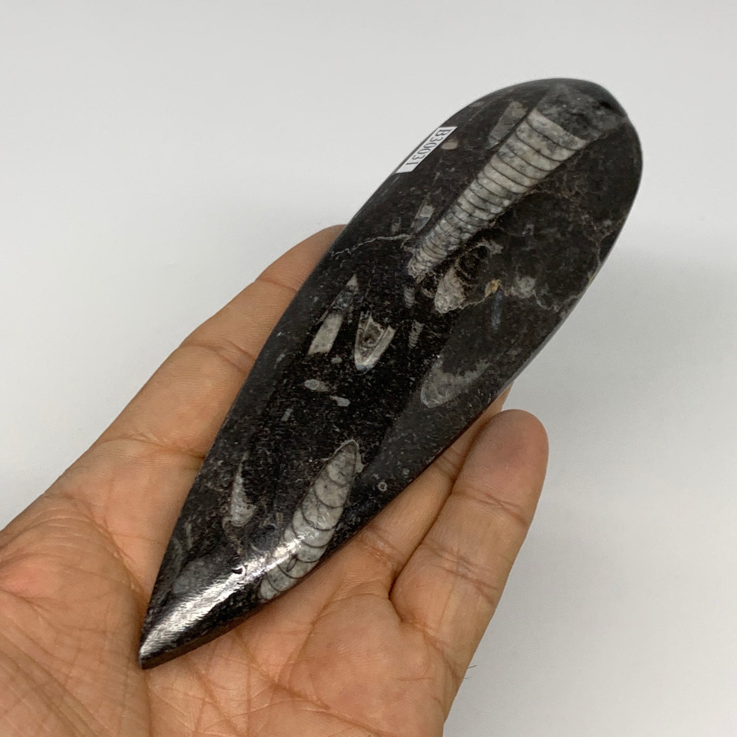 136.1g, 6"x1.7"x0.6" Fossils Orthoceras (straight horn) Squid @Morocco,B30031