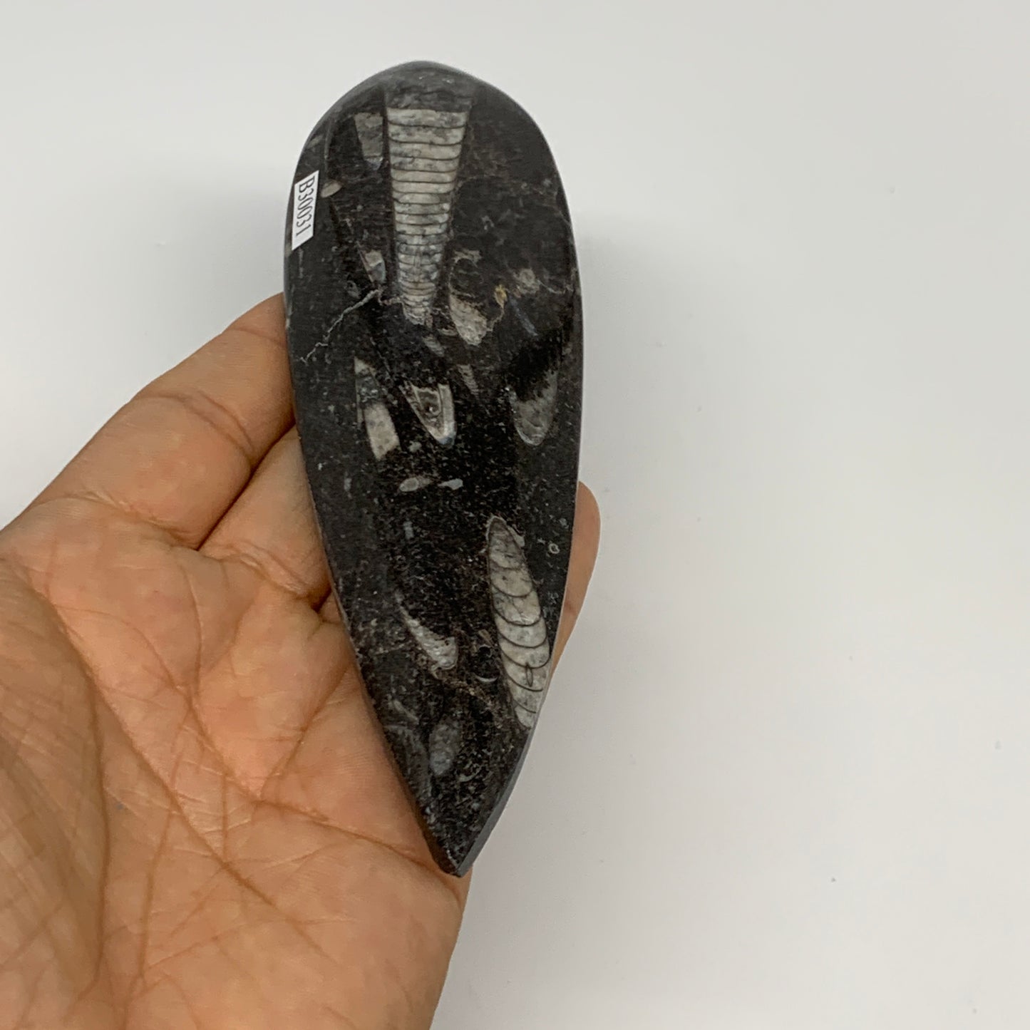 136.1g, 6"x1.7"x0.6" Fossils Orthoceras (straight horn) Squid @Morocco,B30031