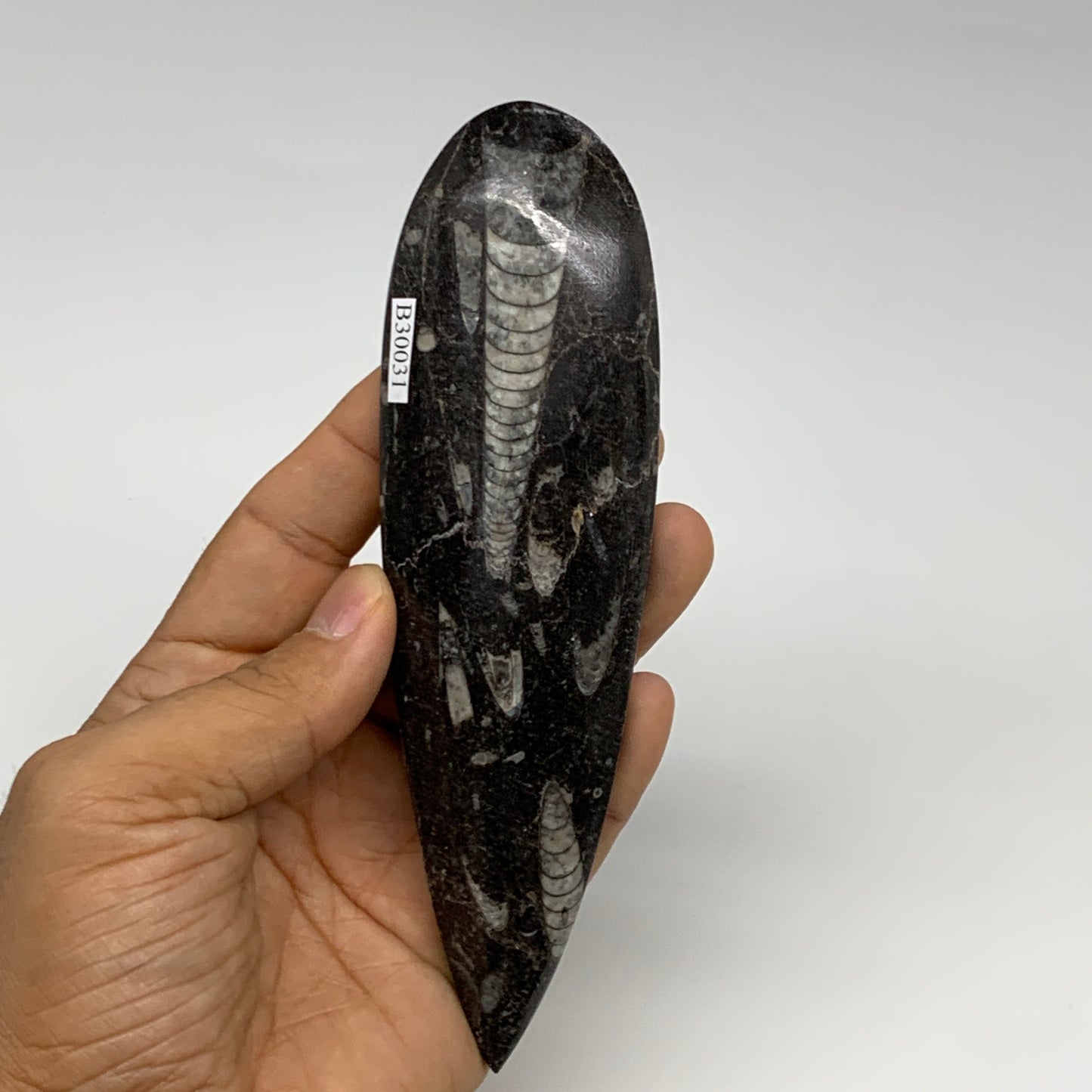 136.1g, 6"x1.7"x0.6" Fossils Orthoceras (straight horn) Squid @Morocco,B30031