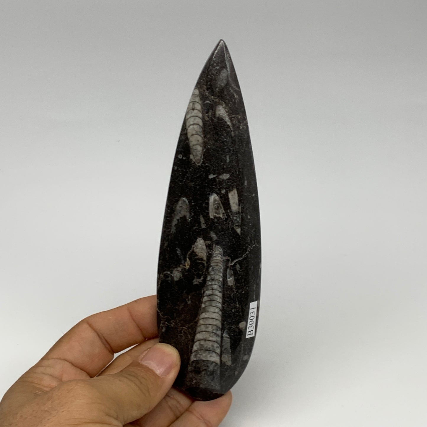 136.1g, 6"x1.7"x0.6" Fossils Orthoceras (straight horn) Squid @Morocco,B30031