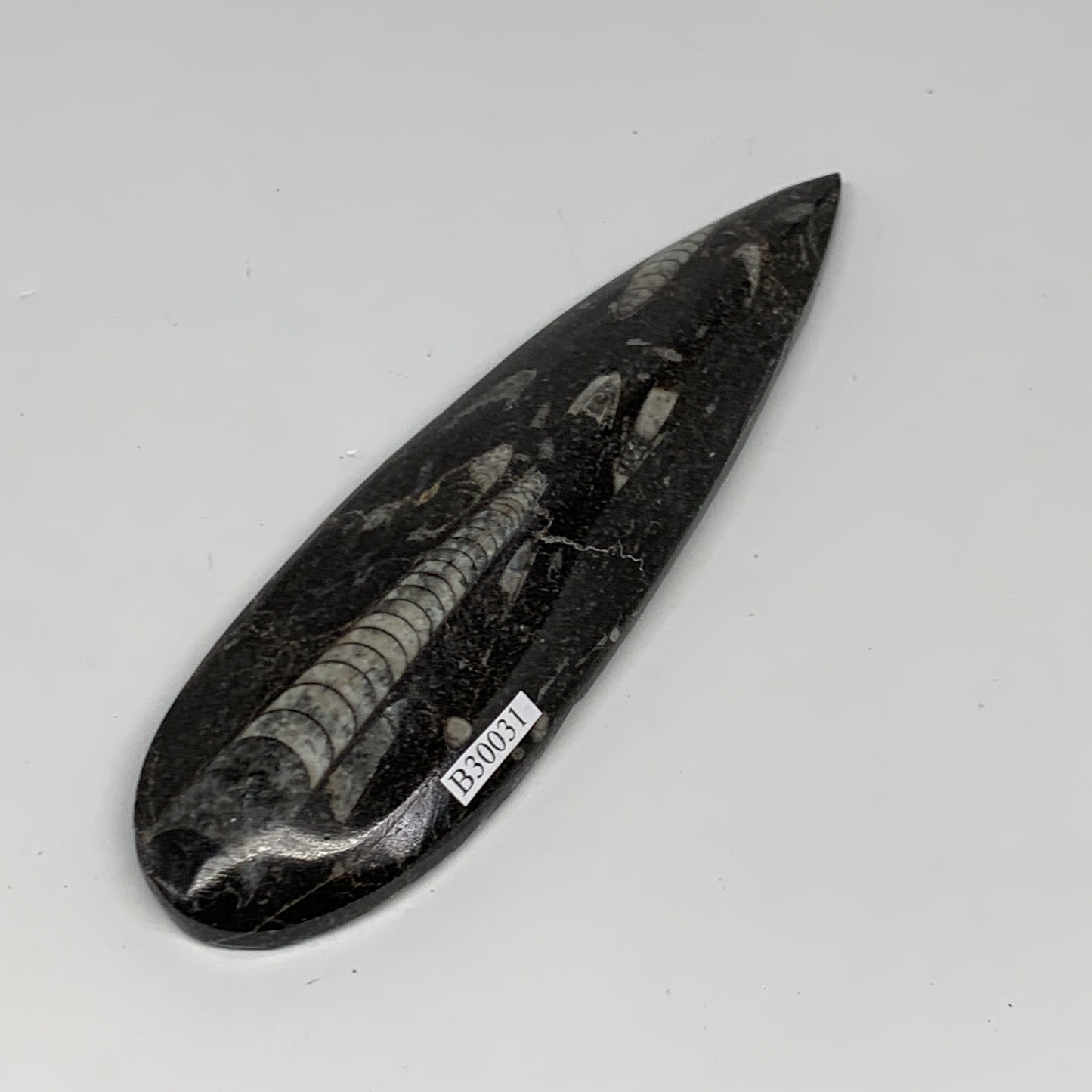136.1g, 6"x1.7"x0.6" Fossils Orthoceras (straight horn) Squid @Morocco,B30031