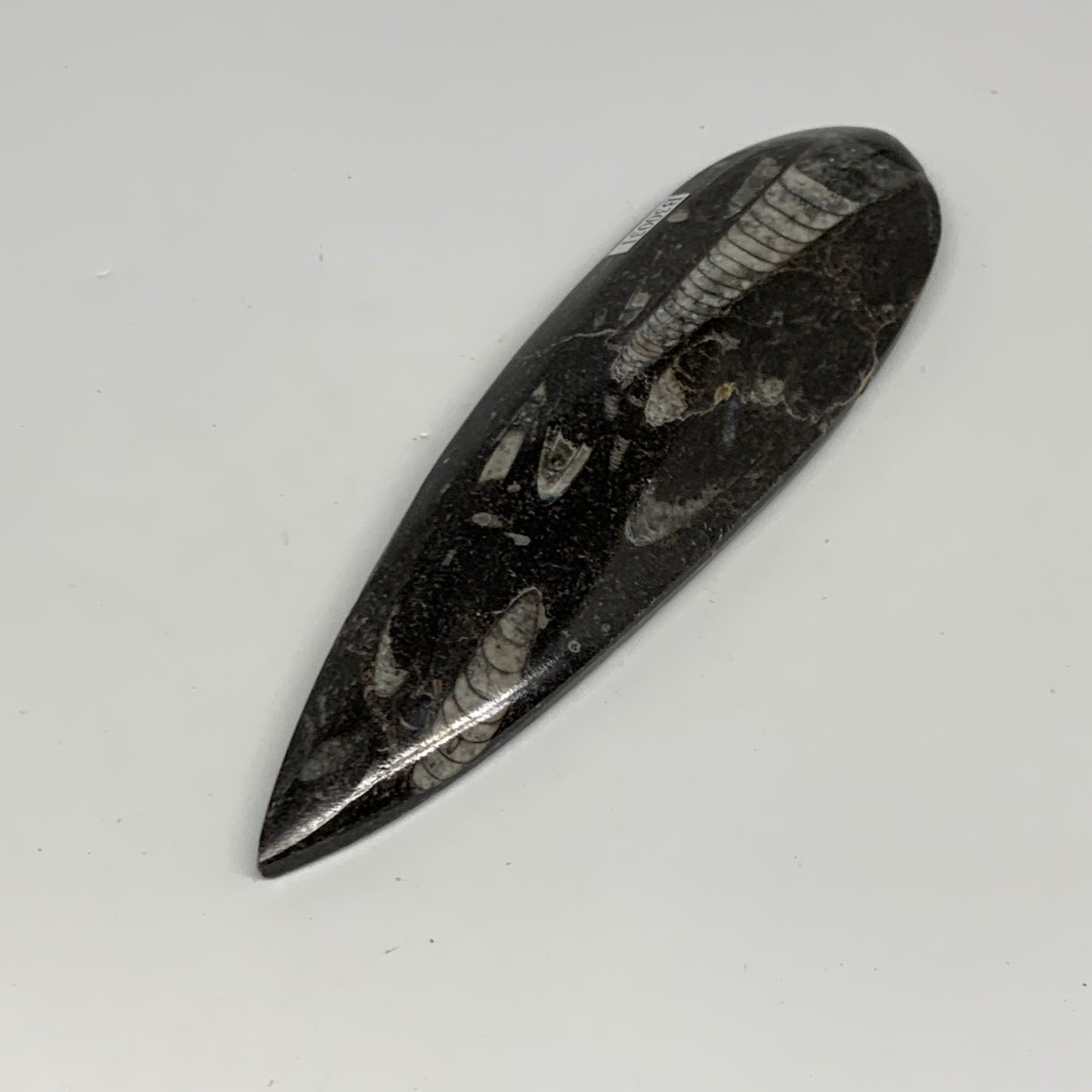 136.1g, 6"x1.7"x0.6" Fossils Orthoceras (straight horn) Squid @Morocco,B30031