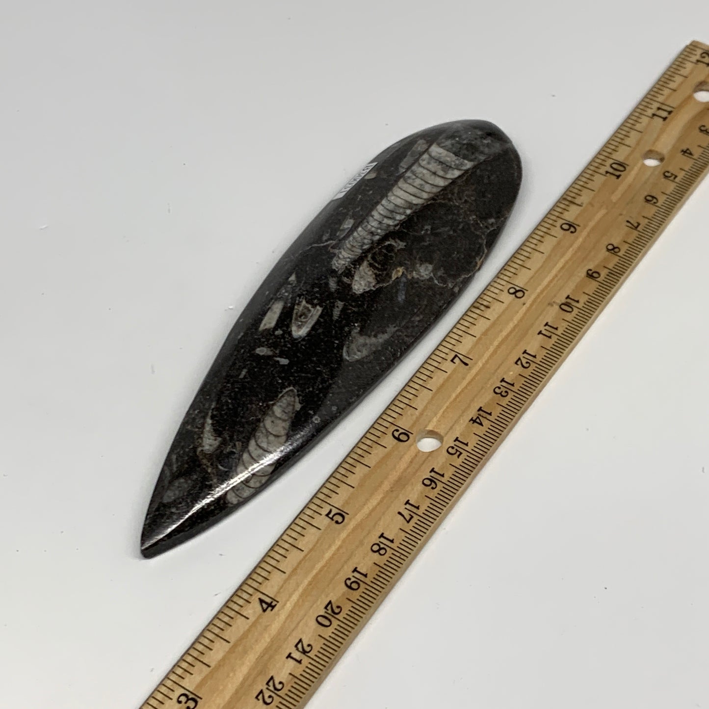 136.1g, 6"x1.7"x0.6" Fossils Orthoceras (straight horn) Squid @Morocco,B30031