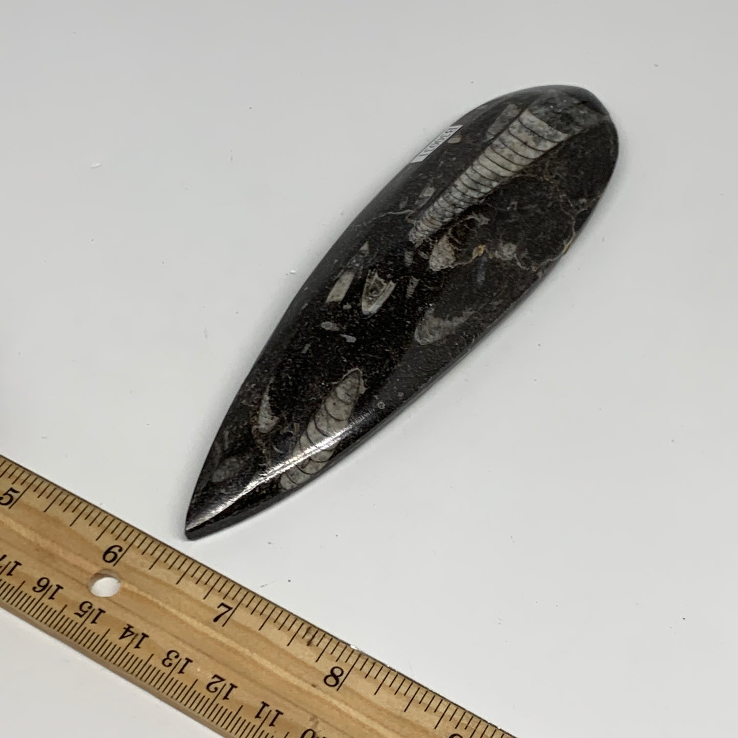 136.1g, 6"x1.7"x0.6" Fossils Orthoceras (straight horn) Squid @Morocco,B30031