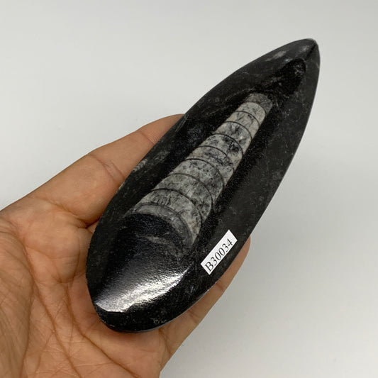 123.1g, 5.5"x1.8"x0.6" Fossils Orthoceras (straight horn) Squid @Morocco,B30034
