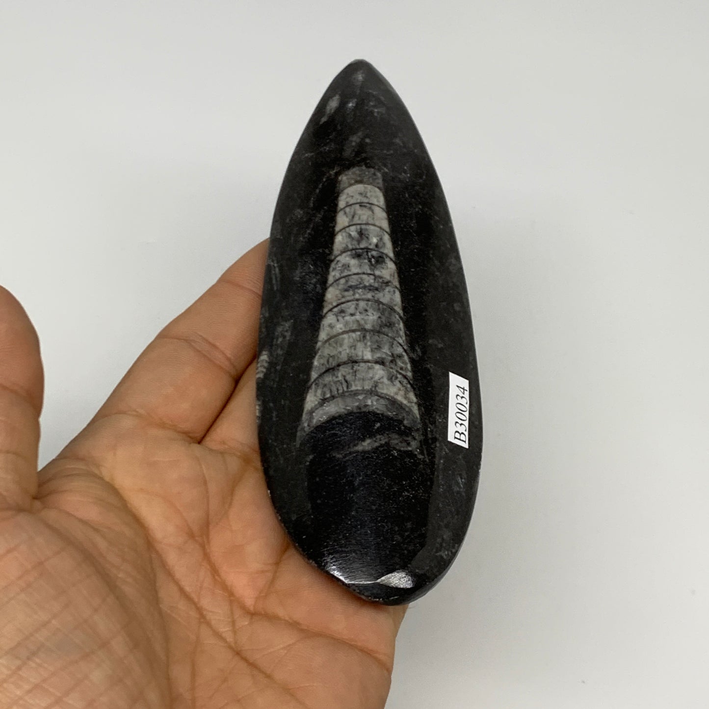 123.1g, 5.5"x1.8"x0.6" Fossils Orthoceras (straight horn) Squid @Morocco,B30034