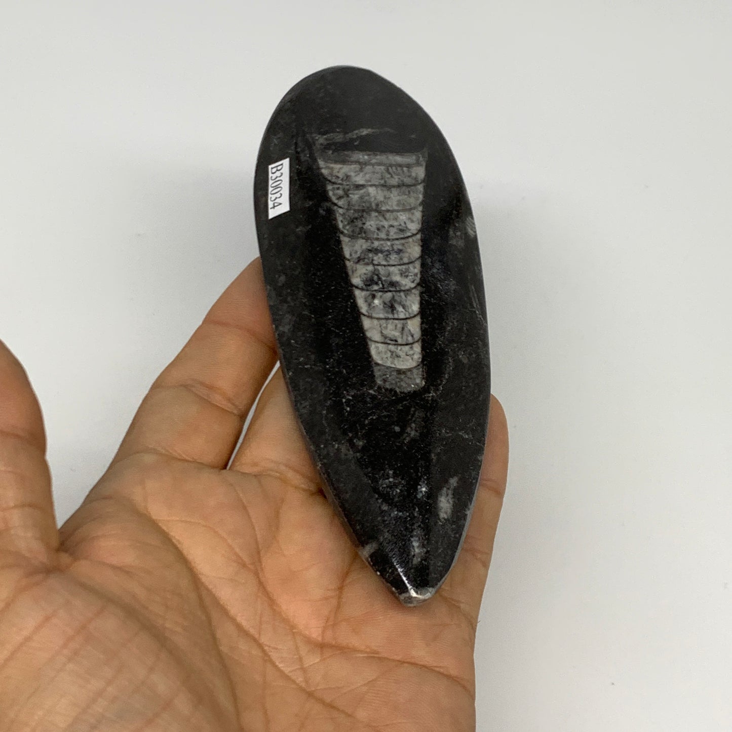 123.1g, 5.5"x1.8"x0.6" Fossils Orthoceras (straight horn) Squid @Morocco,B30034