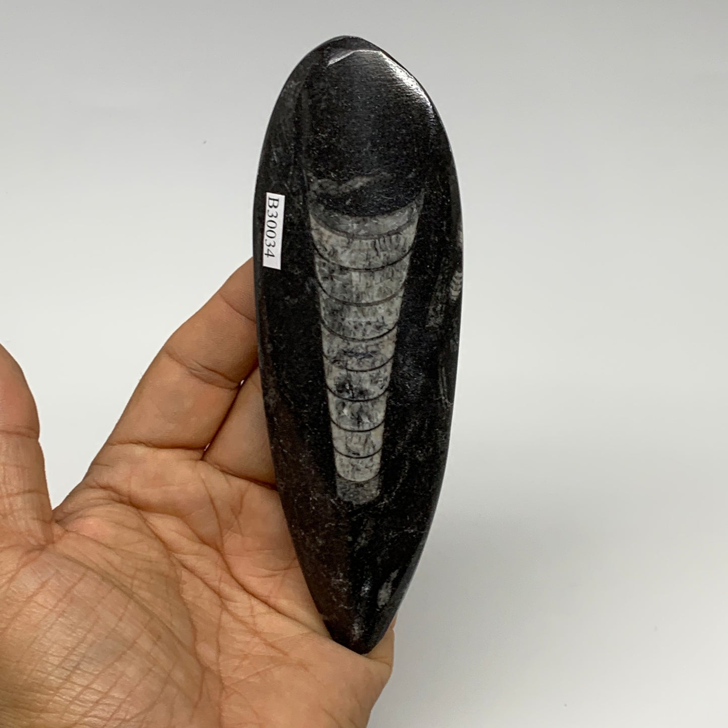 123.1g, 5.5"x1.8"x0.6" Fossils Orthoceras (straight horn) Squid @Morocco,B30034