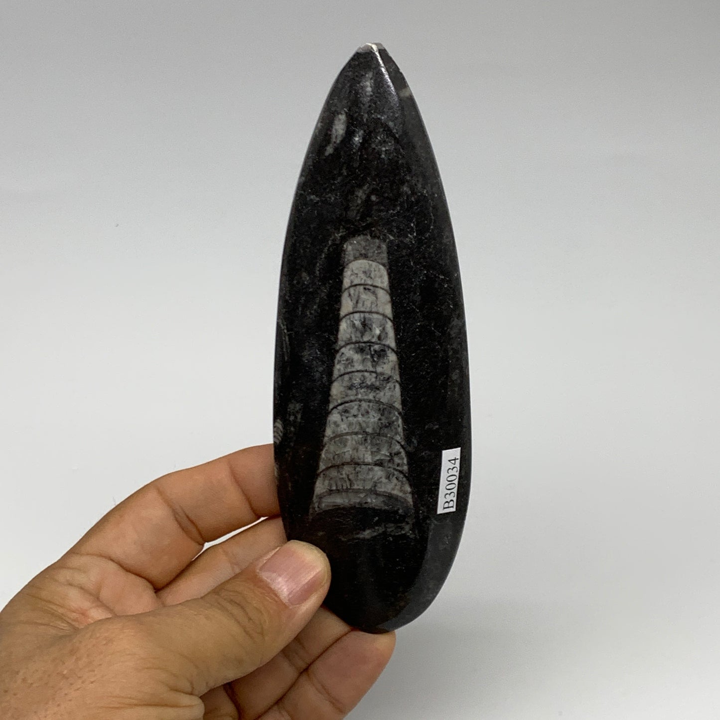 123.1g, 5.5"x1.8"x0.6" Fossils Orthoceras (straight horn) Squid @Morocco,B30034