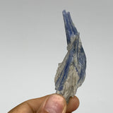 93.5g, 2.4"-3.2", 2pcs, Rough Raw Blue Kyanite Chunk Mineral @Brazil, B32851