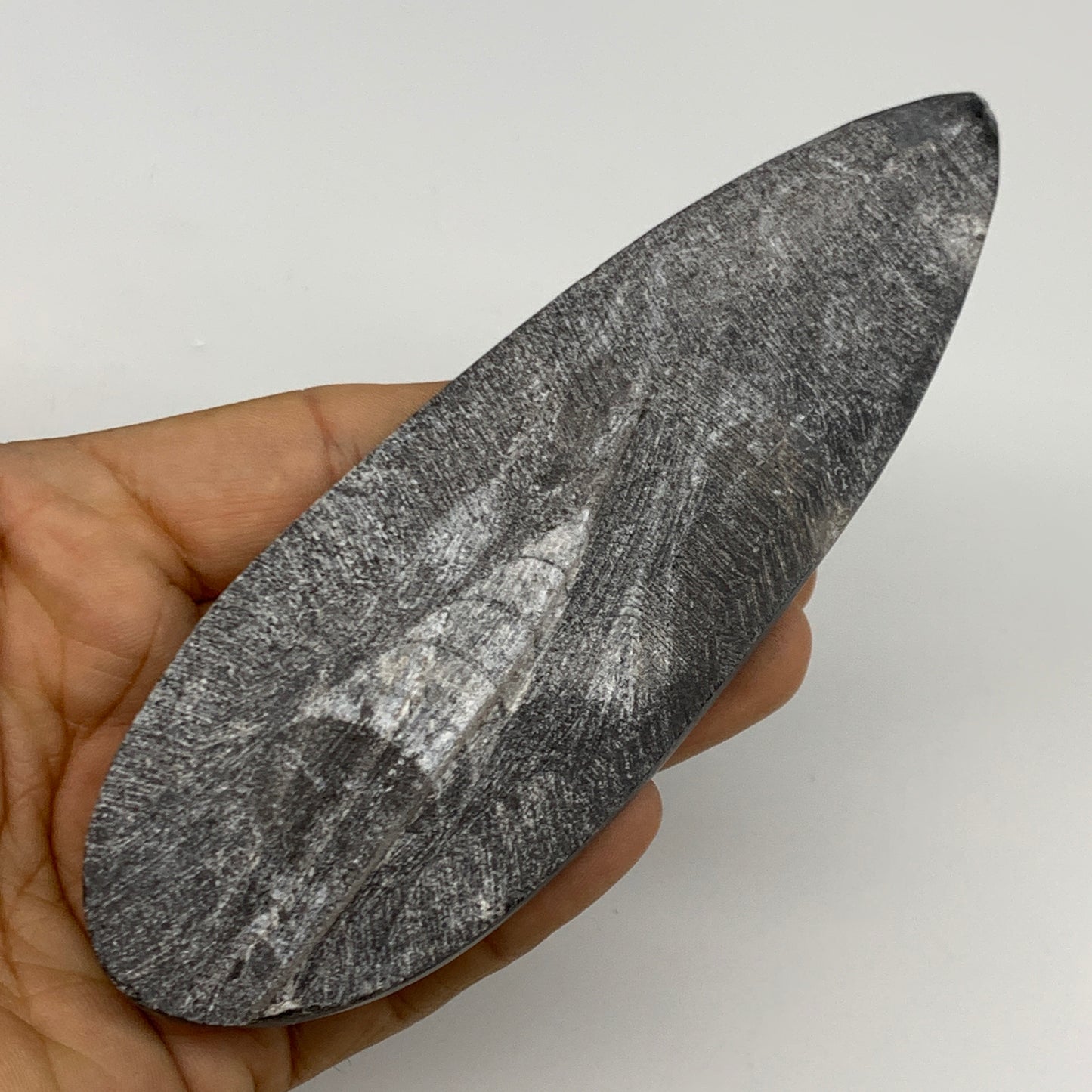 123.1g, 5.5"x1.8"x0.6" Fossils Orthoceras (straight horn) Squid @Morocco,B30034