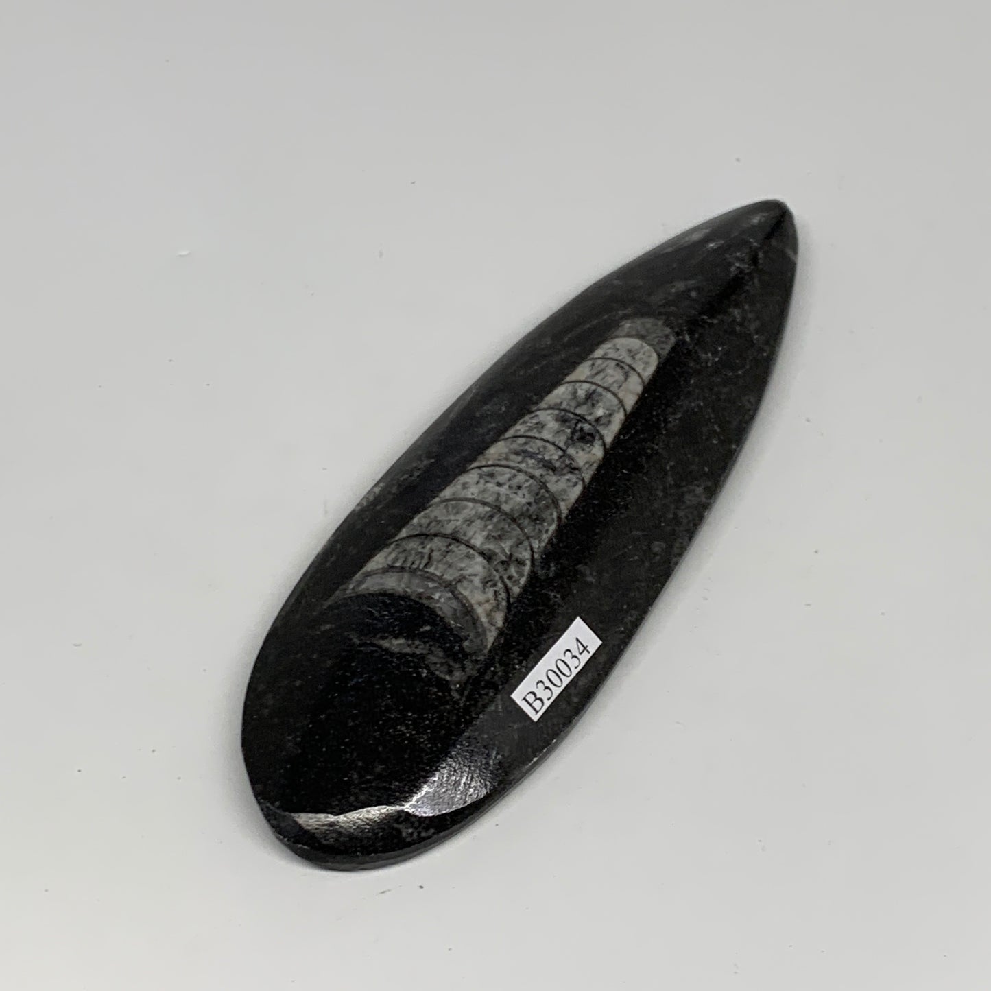 123.1g, 5.5"x1.8"x0.6" Fossils Orthoceras (straight horn) Squid @Morocco,B30034