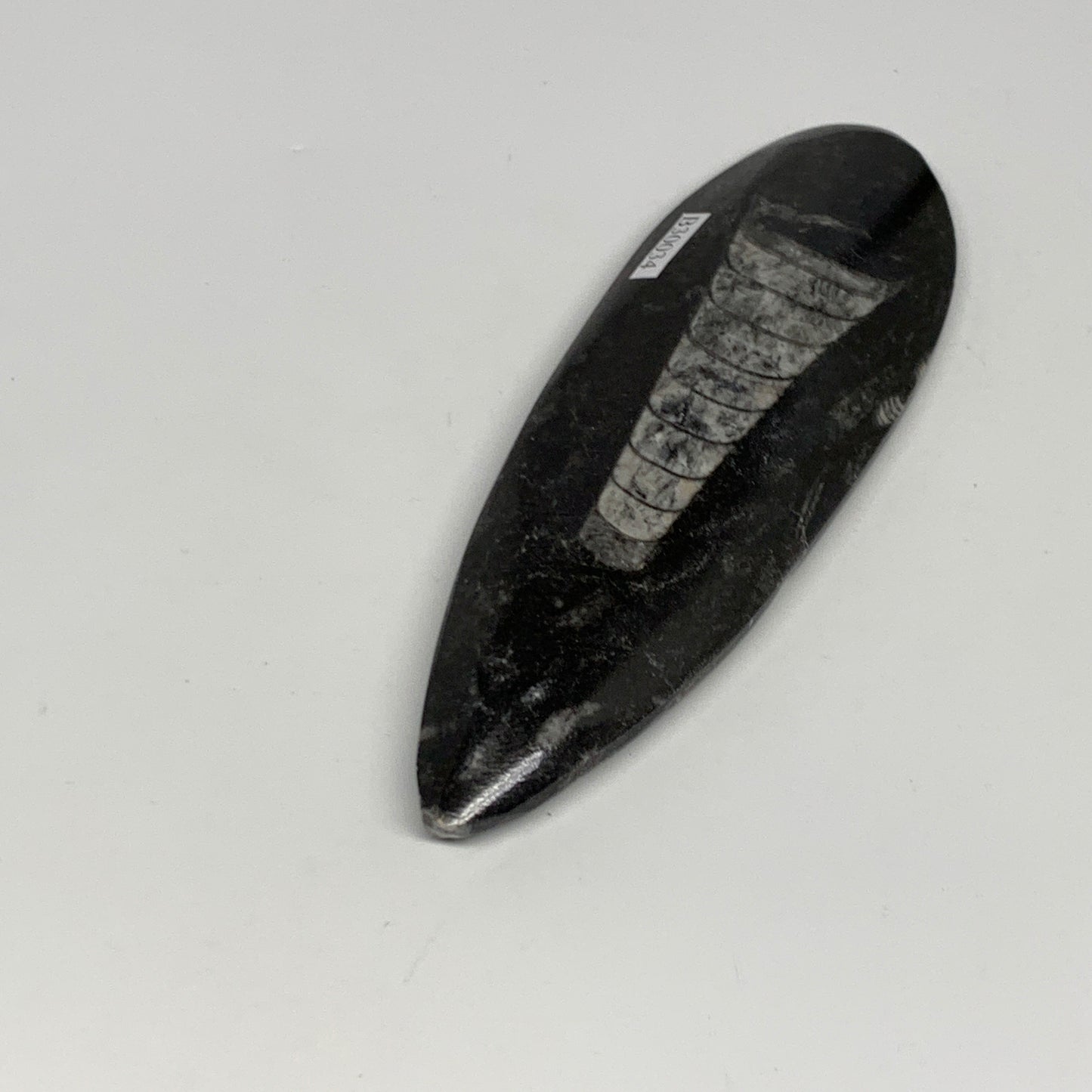 123.1g, 5.5"x1.8"x0.6" Fossils Orthoceras (straight horn) Squid @Morocco,B30034