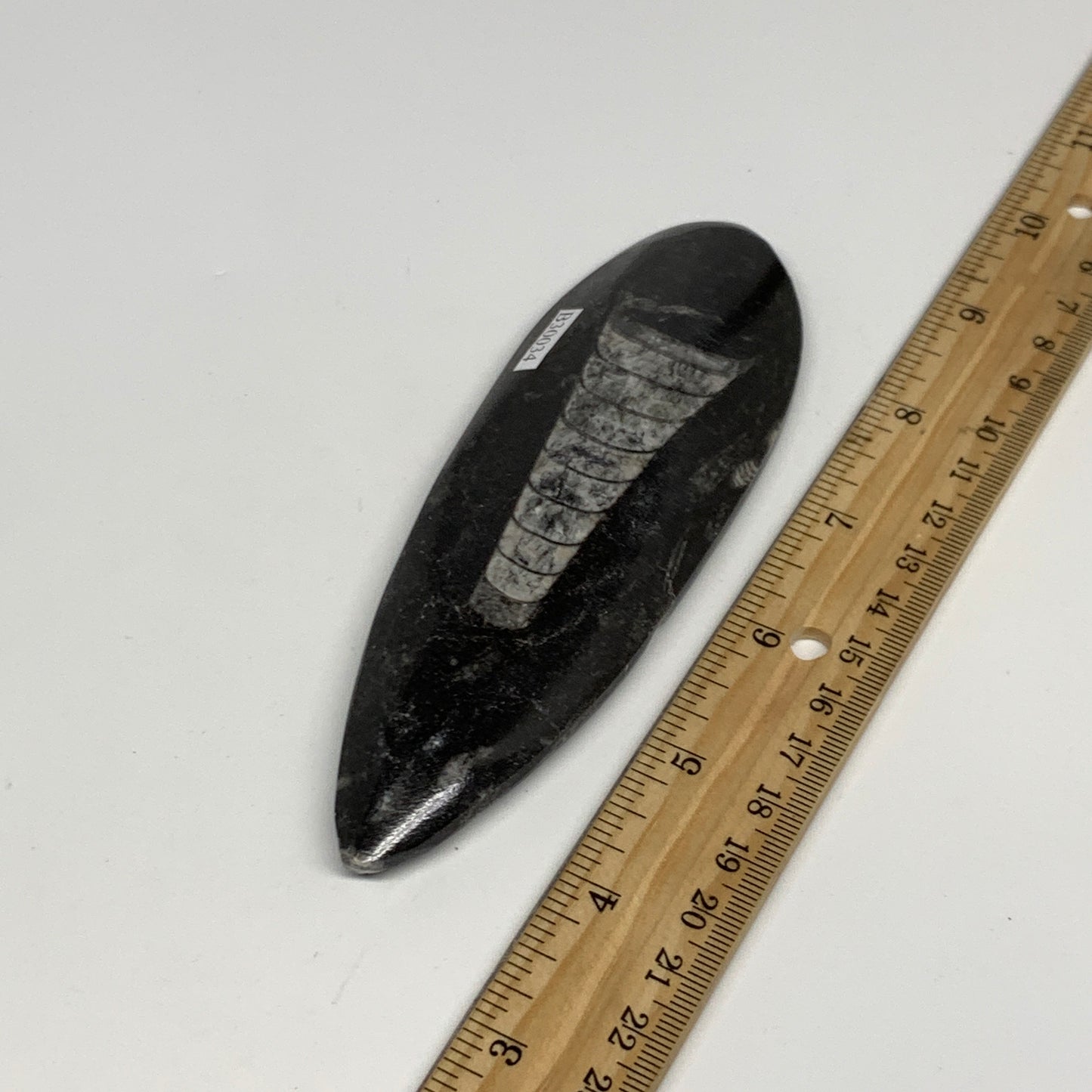 123.1g, 5.5"x1.8"x0.6" Fossils Orthoceras (straight horn) Squid @Morocco,B30034