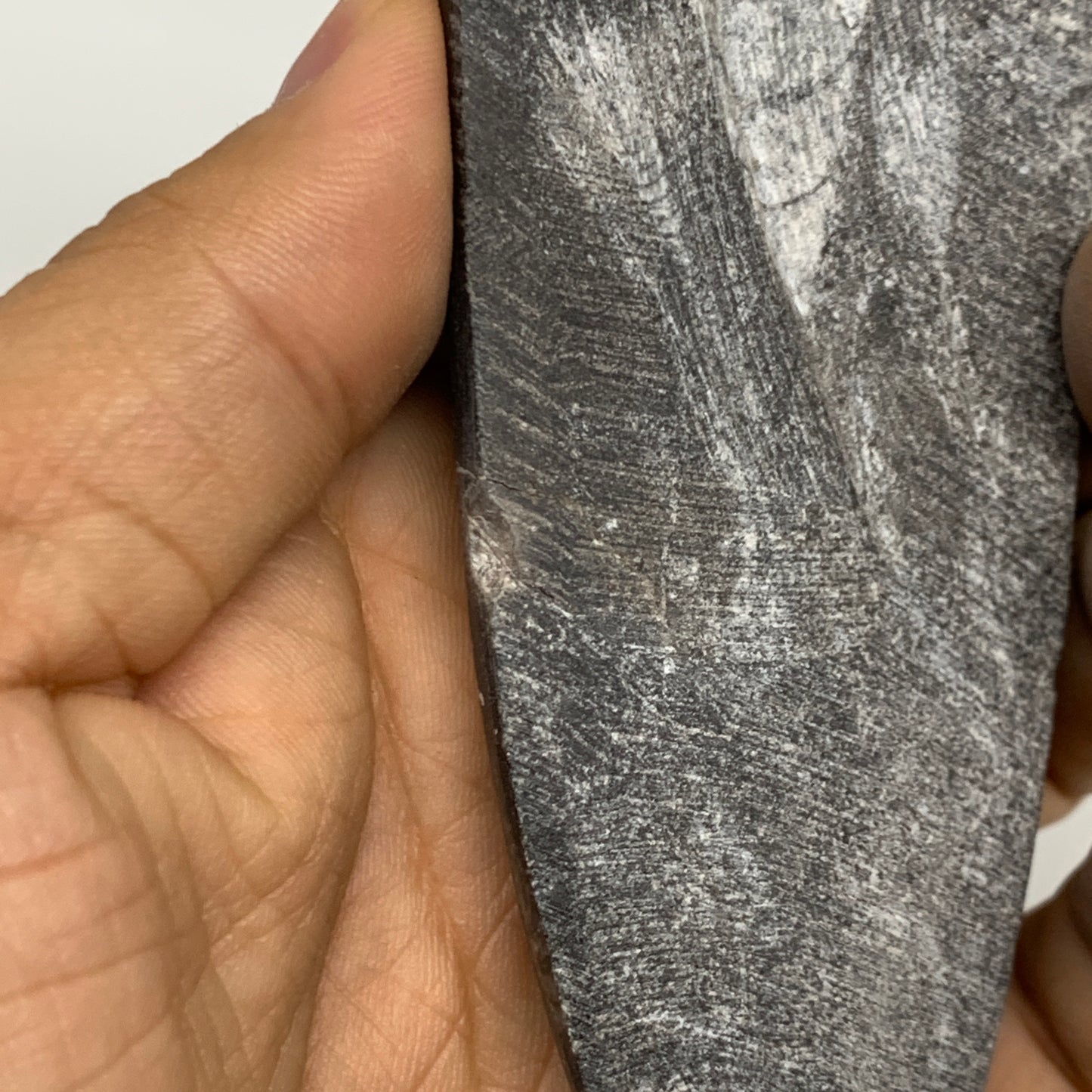 123.1g, 5.5"x1.8"x0.6" Fossils Orthoceras (straight horn) Squid @Morocco,B30034