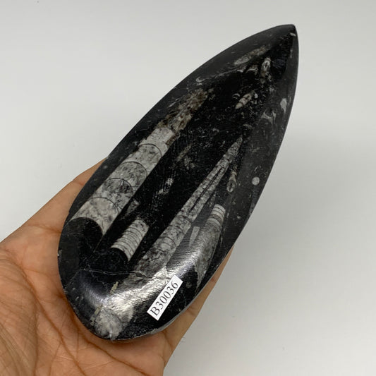 198g, 6.1"x2.4"x0.6" Fossils Orthoceras (straight horn) Squid @Morocco,B30036