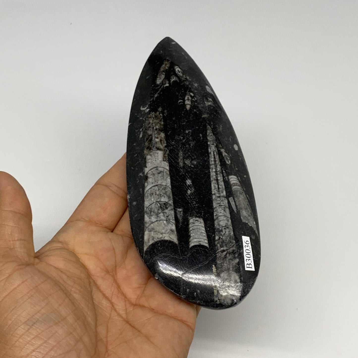 198g, 6.1"x2.4"x0.6" Fossils Orthoceras (straight horn) Squid @Morocco,B30036