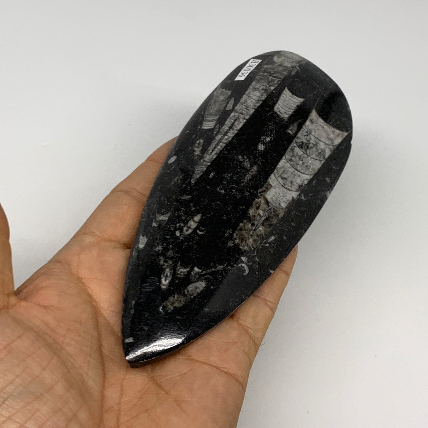 198g, 6.1"x2.4"x0.6" Fossils Orthoceras (straight horn) Squid @Morocco,B30036