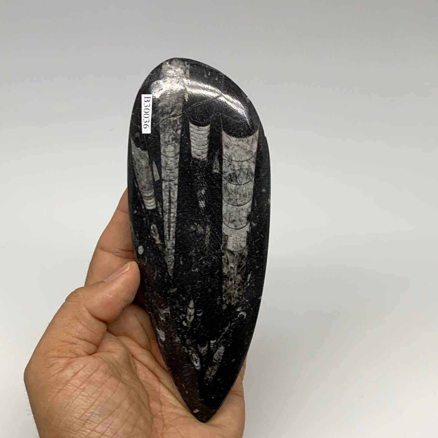 198g, 6.1"x2.4"x0.6" Fossils Orthoceras (straight horn) Squid @Morocco,B30036