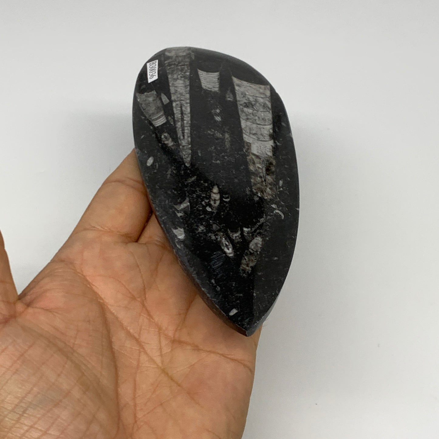 198g, 6.1"x2.4"x0.6" Fossils Orthoceras (straight horn) Squid @Morocco,B30036