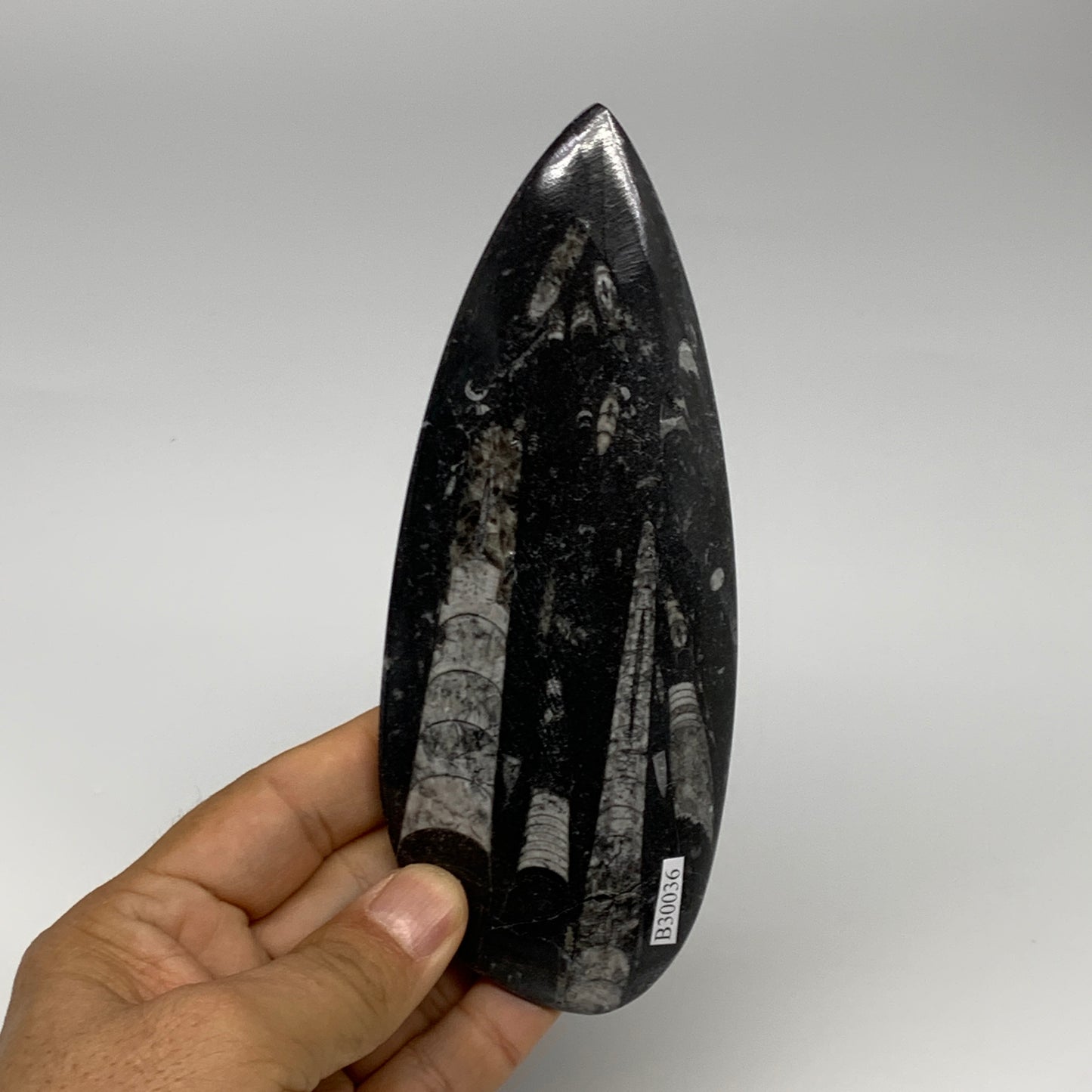 198g, 6.1"x2.4"x0.6" Fossils Orthoceras (straight horn) Squid @Morocco,B30036