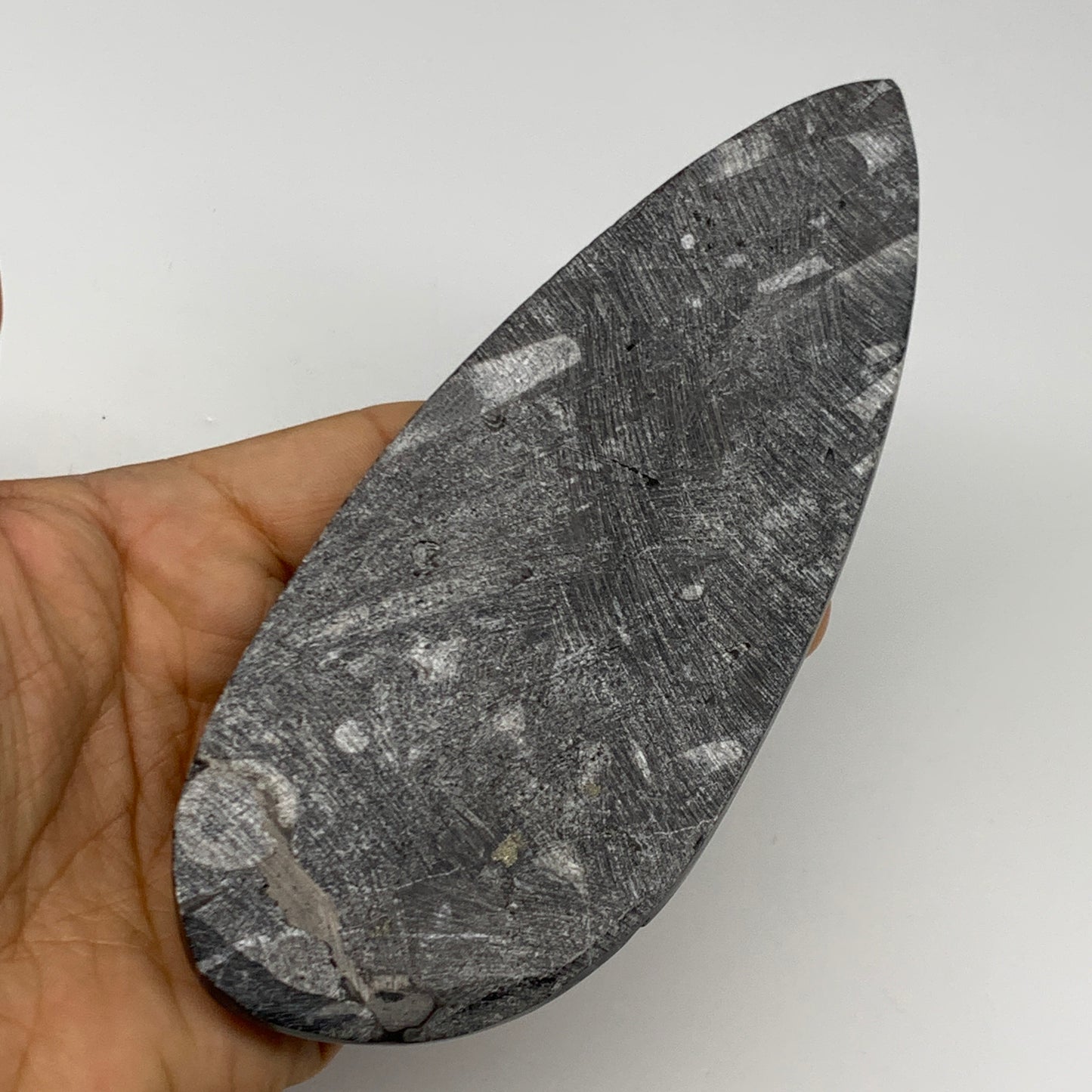 198g, 6.1"x2.4"x0.6" Fossils Orthoceras (straight horn) Squid @Morocco,B30036