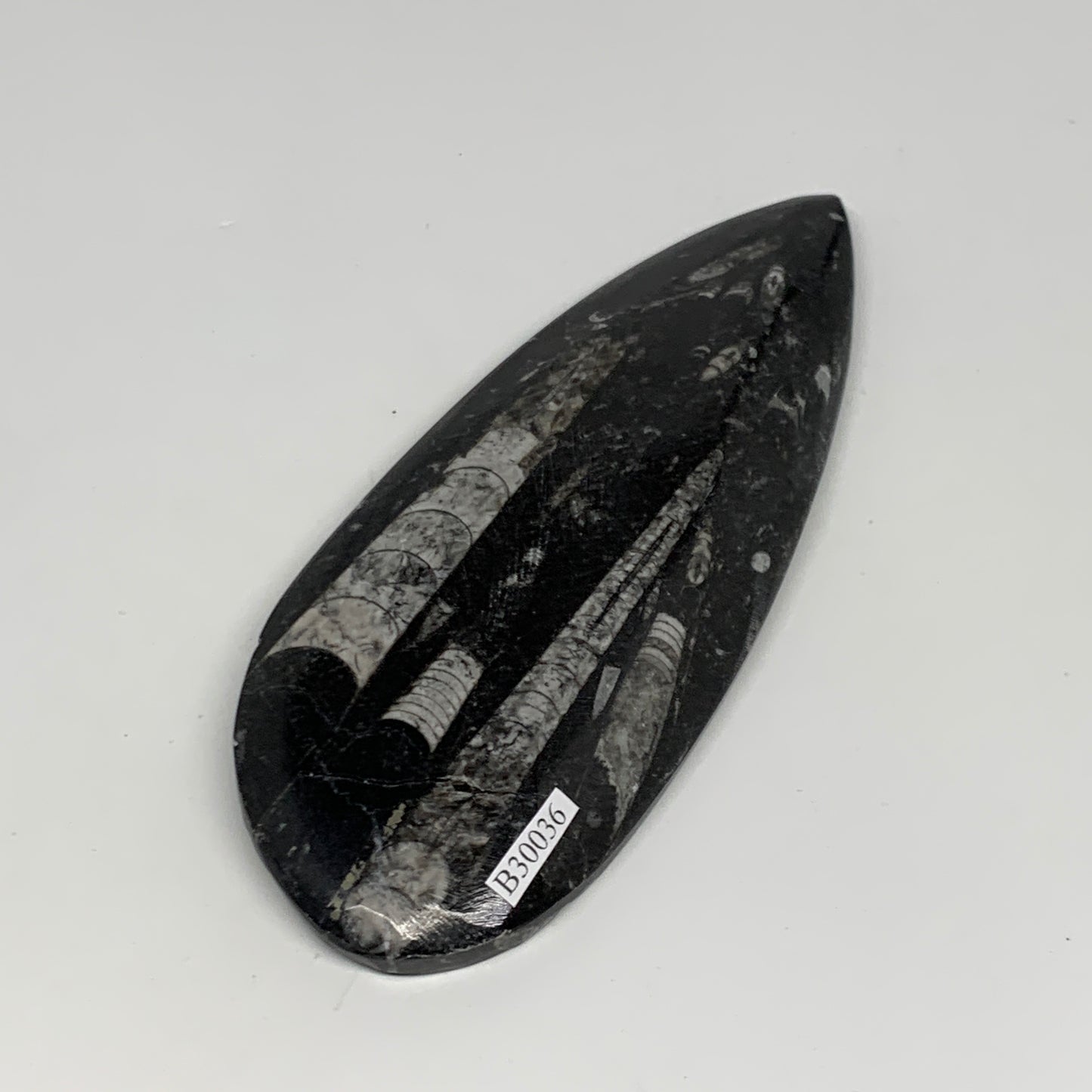 198g, 6.1"x2.4"x0.6" Fossils Orthoceras (straight horn) Squid @Morocco,B30036