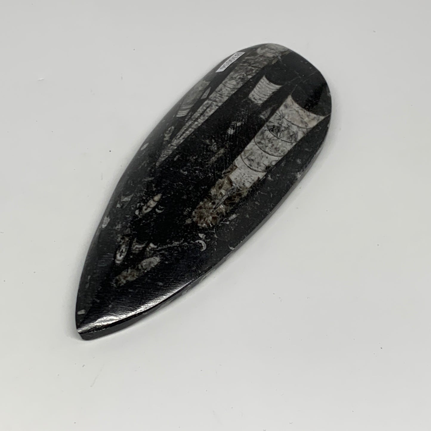 198g, 6.1"x2.4"x0.6" Fossils Orthoceras (straight horn) Squid @Morocco,B30036