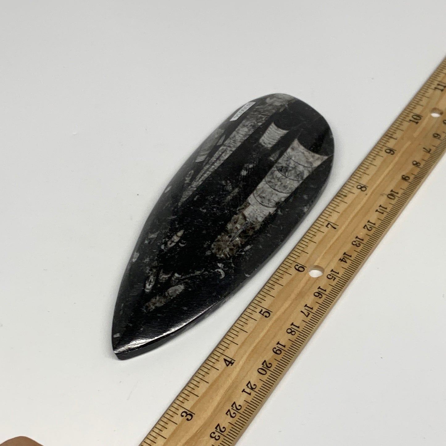 198g, 6.1"x2.4"x0.6" Fossils Orthoceras (straight horn) Squid @Morocco,B30036