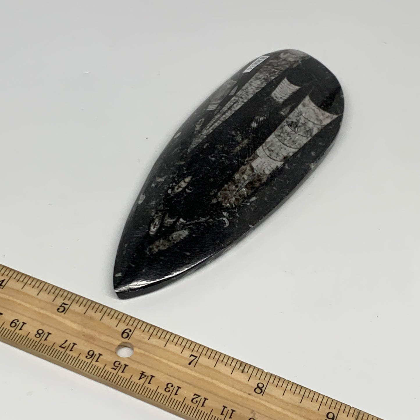 198g, 6.1"x2.4"x0.6" Fossils Orthoceras (straight horn) Squid @Morocco,B30036