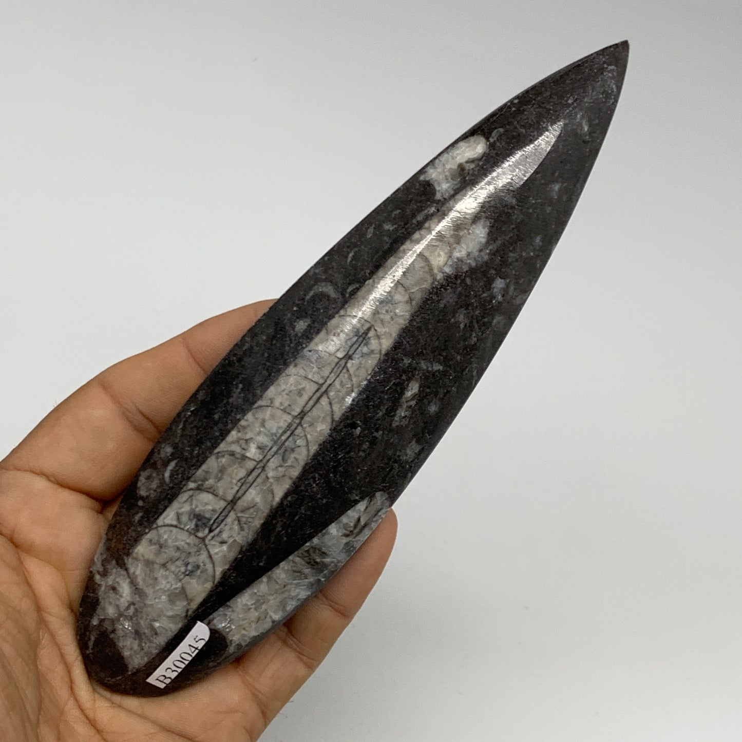 173.1g, 6.5"x1.8"x0.7" Fossils Orthoceras (straight horn) Squid @Morocco,B30045