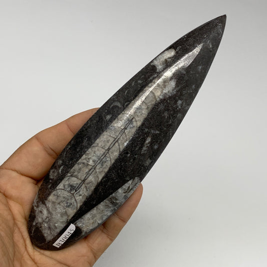 173.1g, 6.5"x1.8"x0.7" Fossils Orthoceras (straight horn) Squid @Morocco,B30045