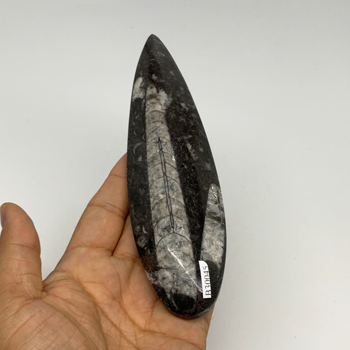 173.1g, 6.5"x1.8"x0.7" Fossils Orthoceras (straight horn) Squid @Morocco,B30045