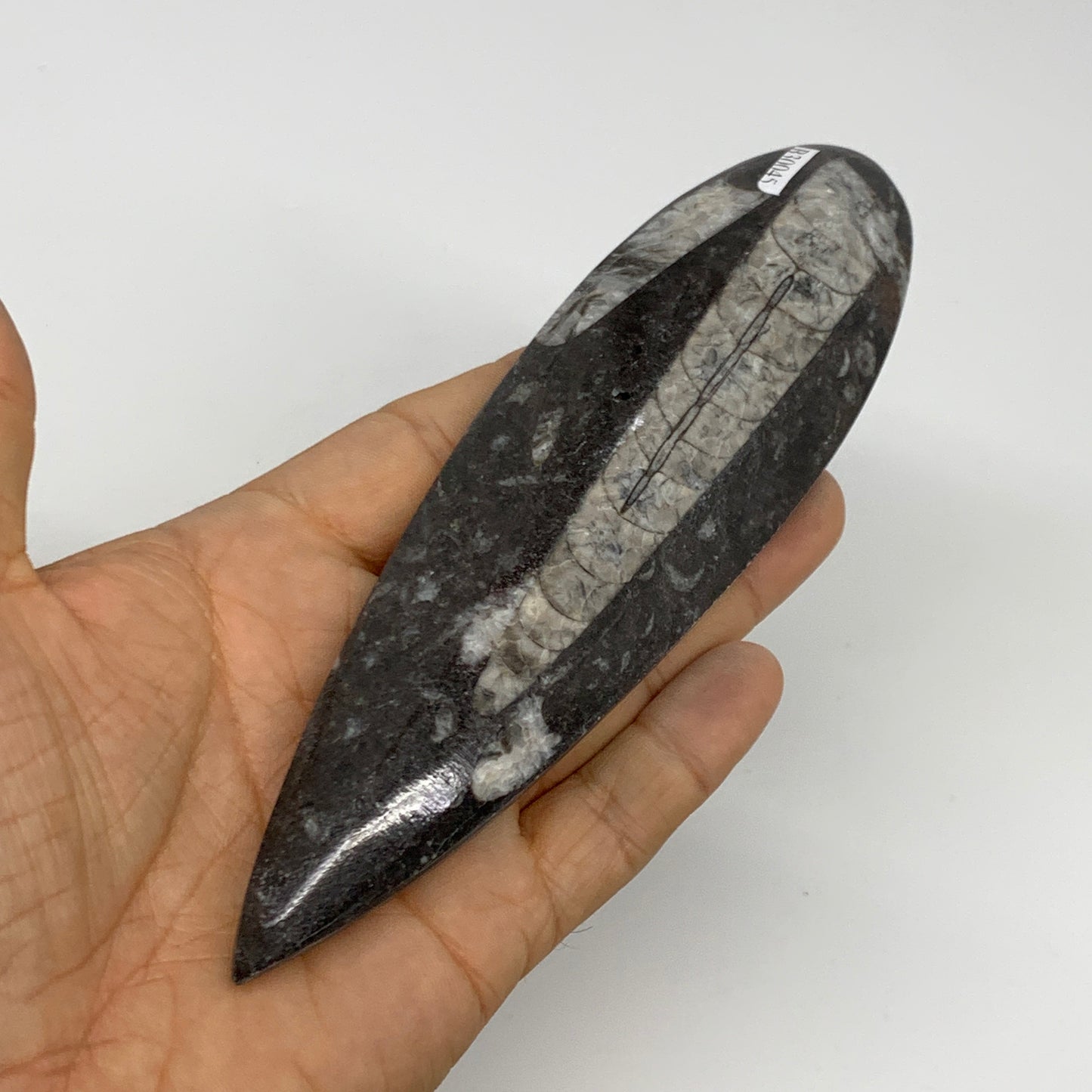 173.1g, 6.5"x1.8"x0.7" Fossils Orthoceras (straight horn) Squid @Morocco,B30045