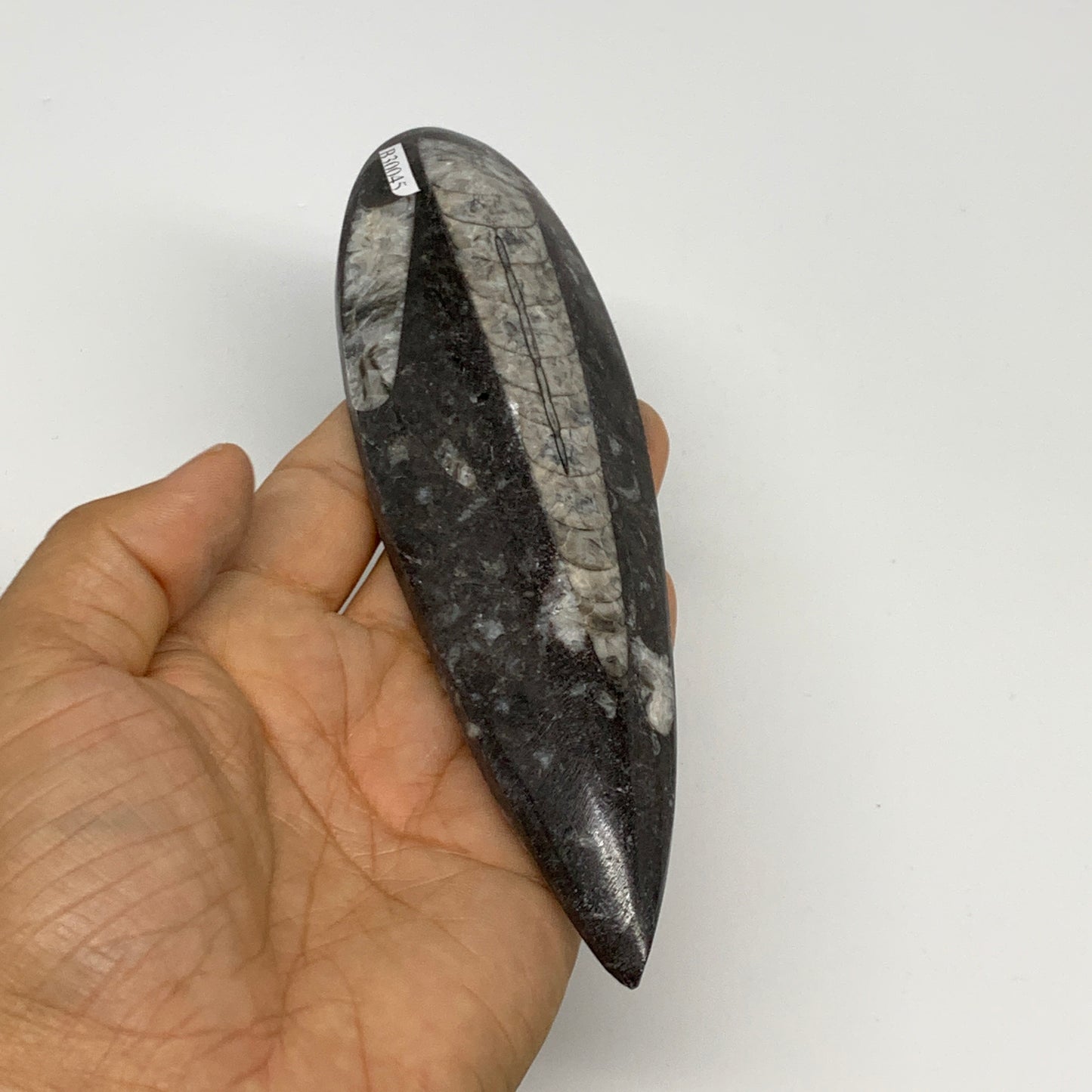 173.1g, 6.5"x1.8"x0.7" Fossils Orthoceras (straight horn) Squid @Morocco,B30045