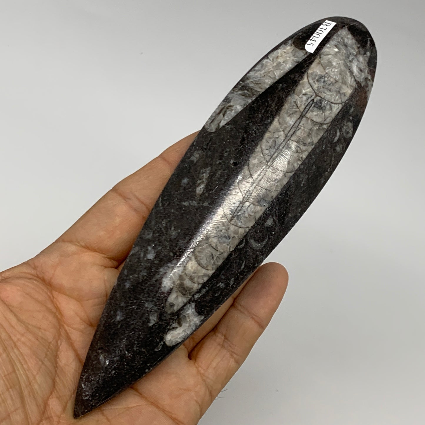 173.1g, 6.5"x1.8"x0.7" Fossils Orthoceras (straight horn) Squid @Morocco,B30045