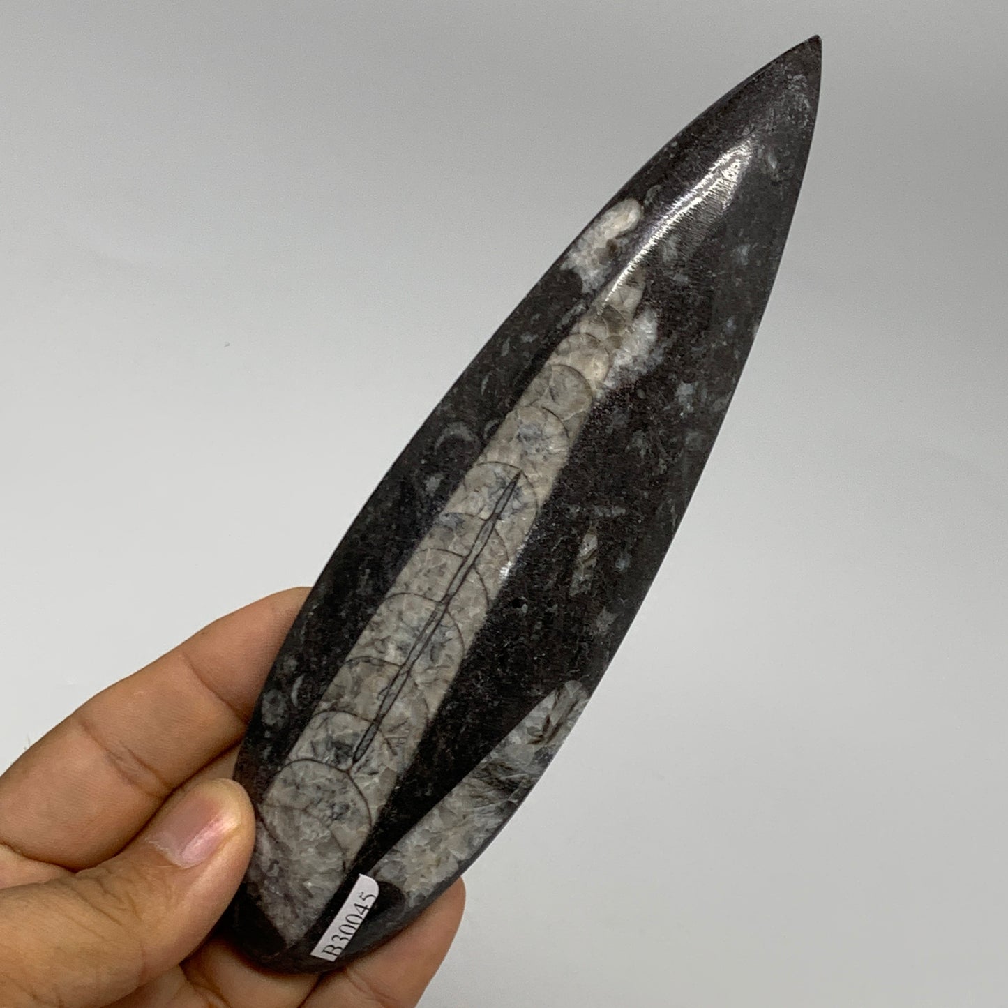 173.1g, 6.5"x1.8"x0.7" Fossils Orthoceras (straight horn) Squid @Morocco,B30045