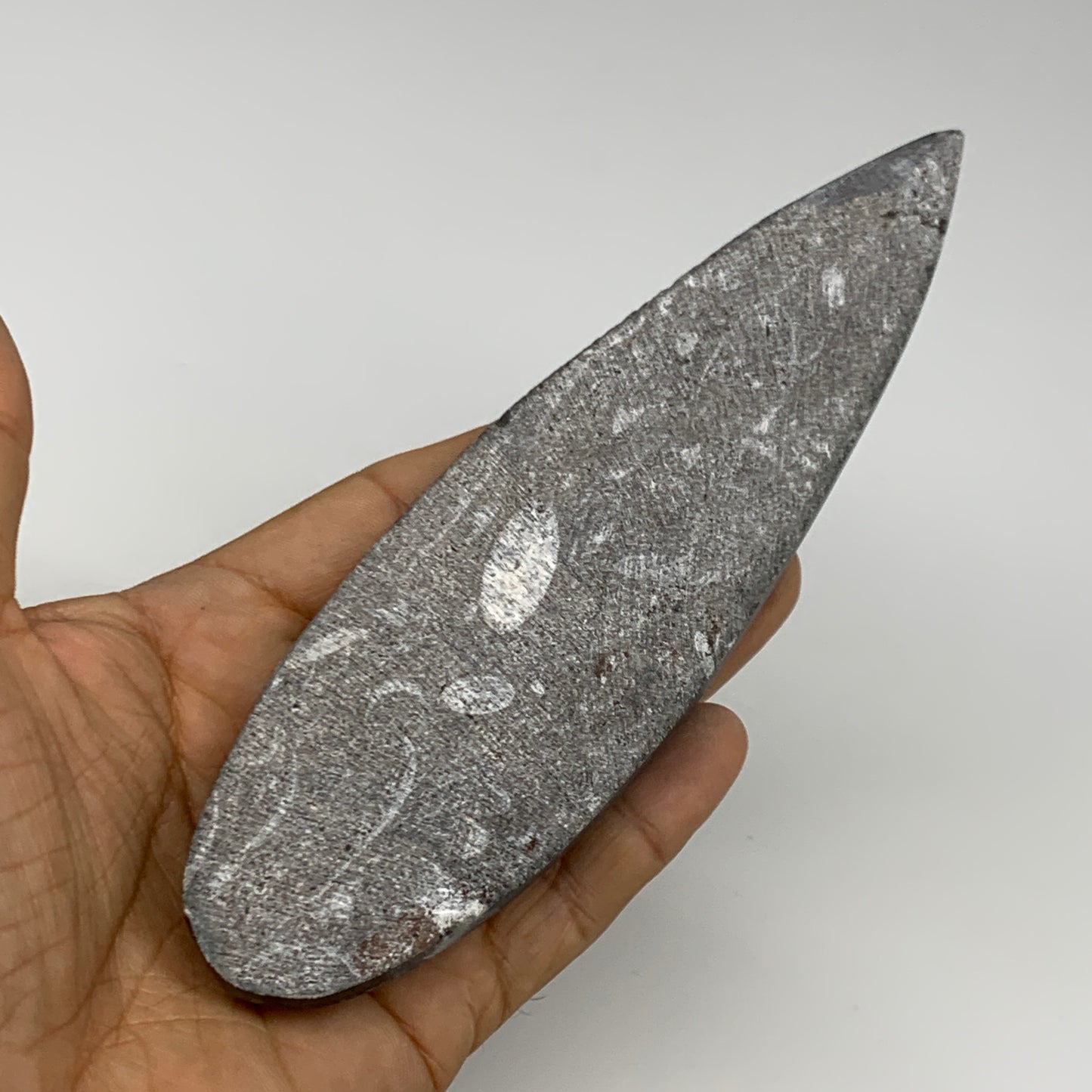 173.1g, 6.5"x1.8"x0.7" Fossils Orthoceras (straight horn) Squid @Morocco,B30045