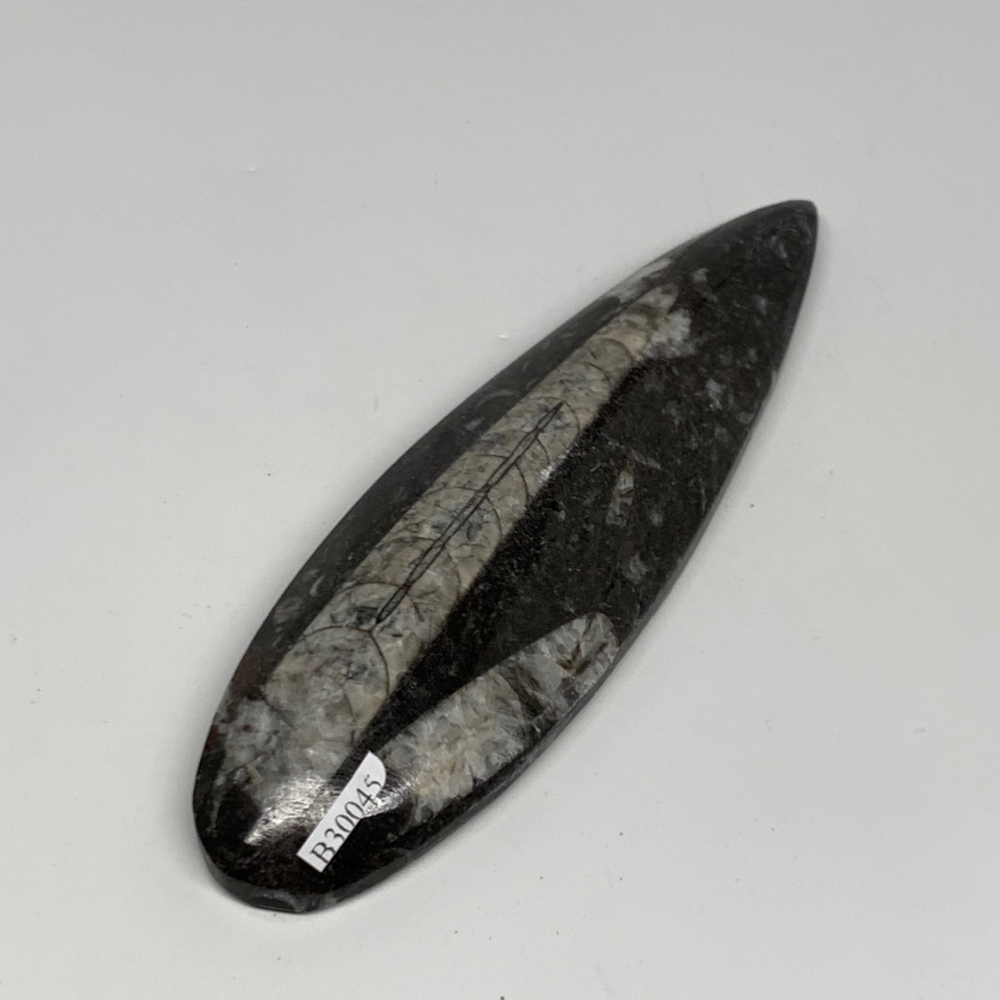 173.1g, 6.5"x1.8"x0.7" Fossils Orthoceras (straight horn) Squid @Morocco,B30045