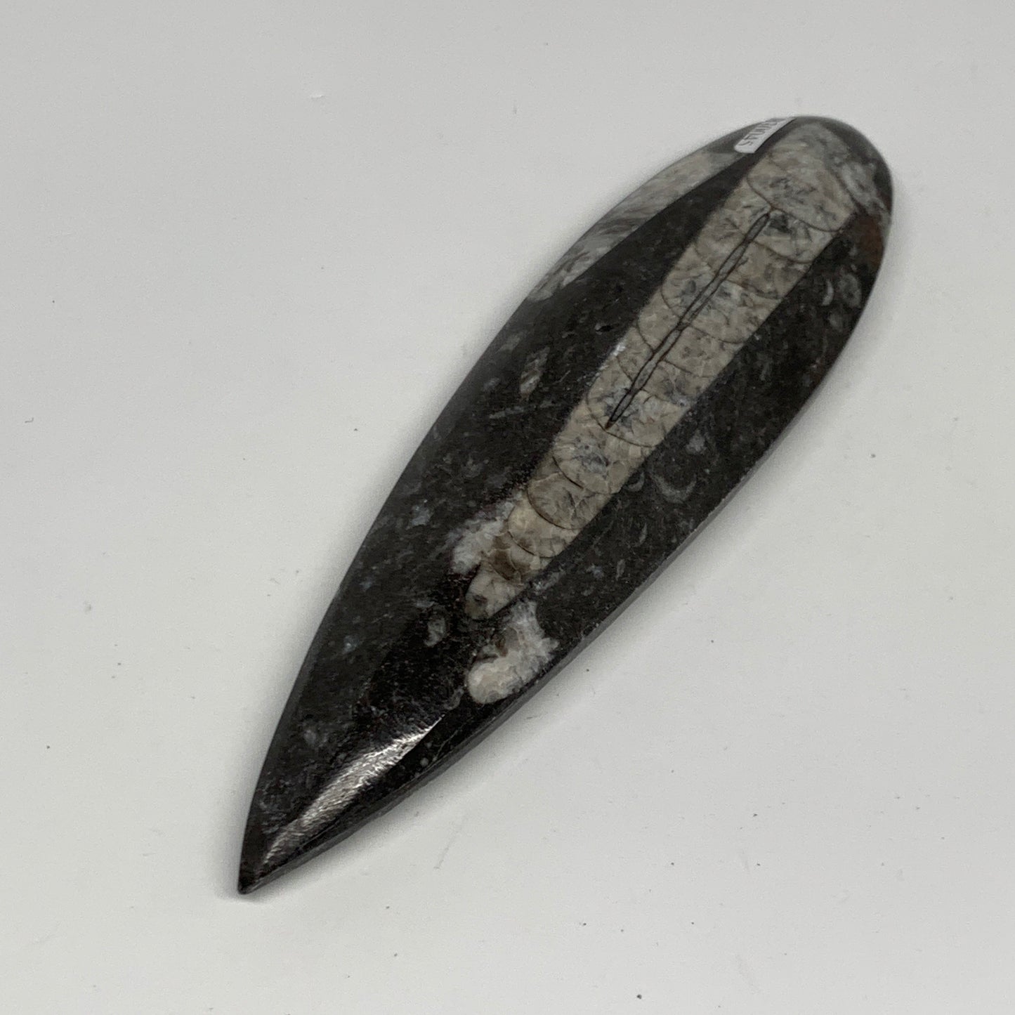 173.1g, 6.5"x1.8"x0.7" Fossils Orthoceras (straight horn) Squid @Morocco,B30045